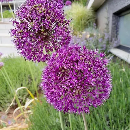 Daire Am Eifelsteig, Golbach Kall